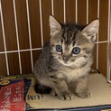 里親決定！ふわもこキジねこ。ヴィア君♡