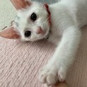癒し系甘えん坊君　生後2ヶ月