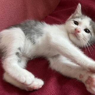 釧路市の猫の里親募集情報まとめ ペットのおうち 月間利用者150万人