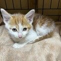 子猫の里親募集中です