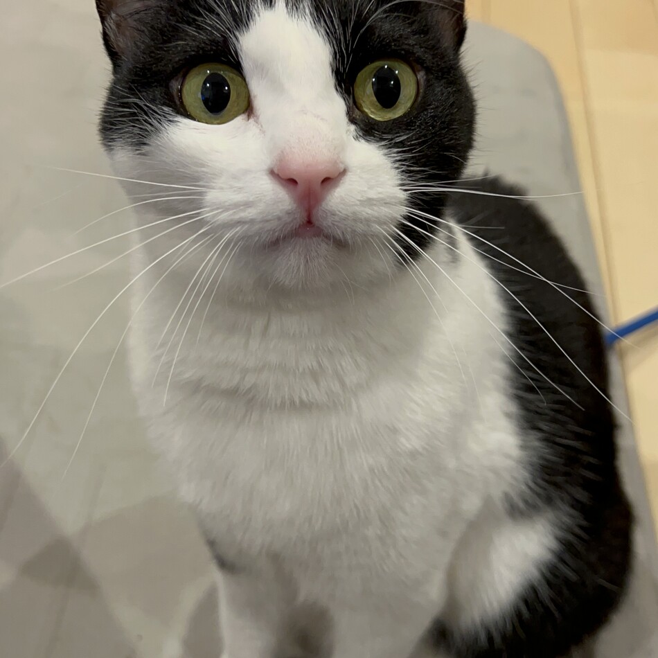 桜のカバー写真