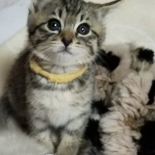 イケメンキジトラくん