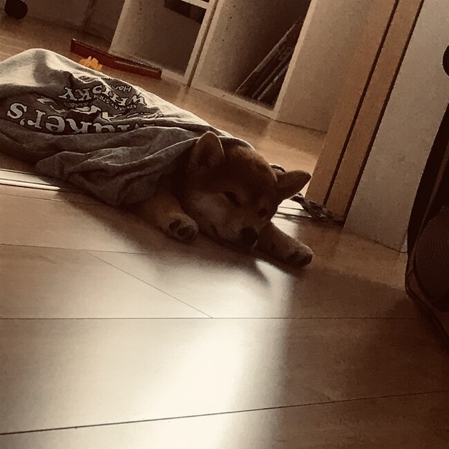 だやんぐのカバー写真