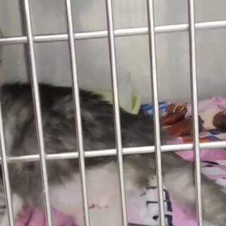 げんじくん　ハンデあり