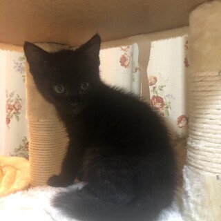 ありがとうございました★黒猫サンちゃん