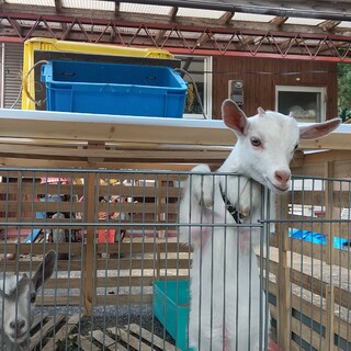 白いこやぎの里親さん募集！