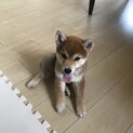 生後3ヶ月の柴犬の女の子です。