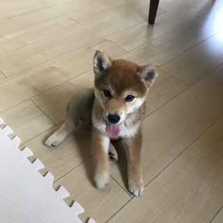 生後3ヶ月の柴犬の女の子です。