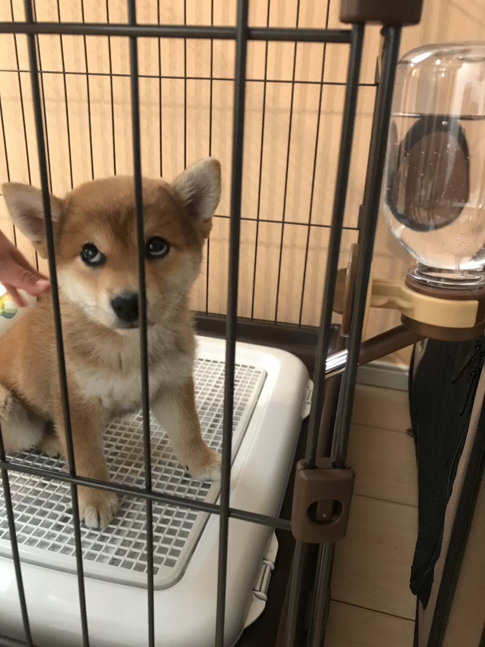 生後3ヶ月の柴犬の女の子です 福島県 犬の里親募集 4676 ペットのおうち 月間利用者150万人 生後3ヶ月の柴犬の女の子です 福島県 犬の里親募集 4676 ペットのおうち 月間利用者150万人