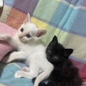 白猫　黒猫　オセロ兄弟
