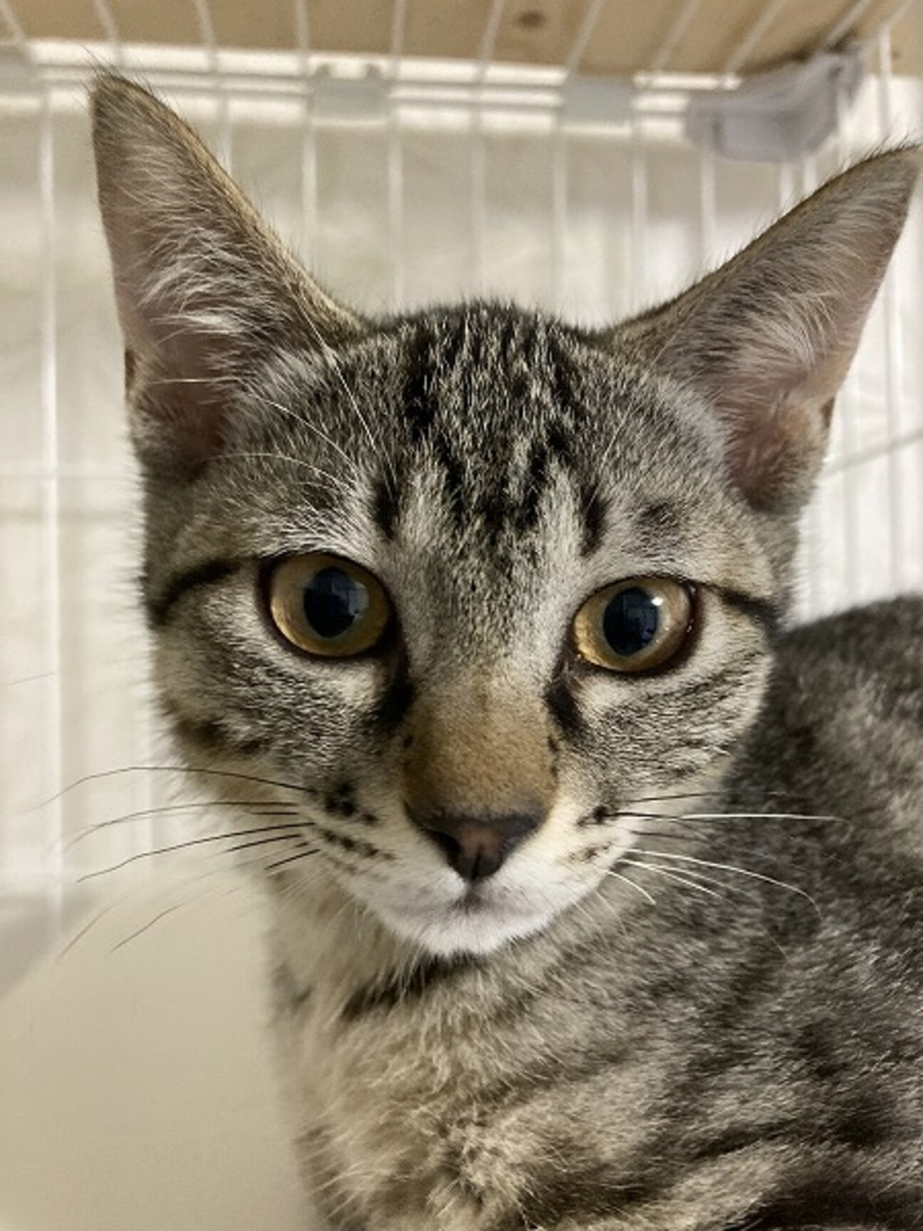 シナリー　C3 3つ　山猫様 キジトラ3姉妹、銀ちゃ」岡山県 - 猫の里親募集(420679) 1枚目の