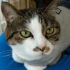 にゃ～こちゃん さん