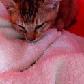 【大至急】子猫の里親募集