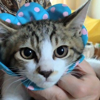 イケメンで抱っこ好きな子猫パフ君です。