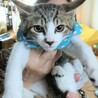 イケメンで抱っこ好きな子猫パフ君です。 サムネイル2