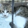 イケメンで抱っこ好きな子猫パフ君です。 サムネイル5