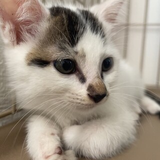 ⭐︎キジ白の男の子⭐︎
