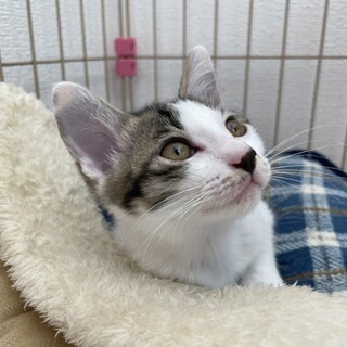 ⭐︎キジ白の優しい男の子⭐︎