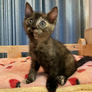 かわいいサビ猫ちゃん