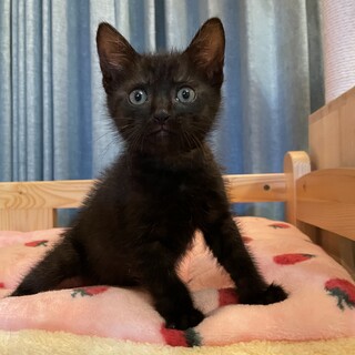 甘えん坊な黒猫くん