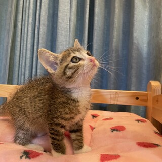 お膝大好きキジ白くん