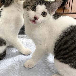 人懐っこくて甘えん坊姉妹♡つつじちゃん