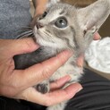 子猫⭐︎2ヶ月ふわふわ男の子