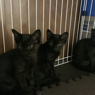 家族が決まりました。