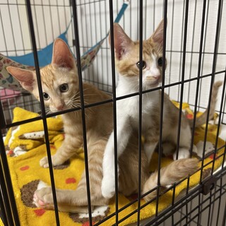 かわいい茶トラと茶白の兄弟です⭐︎