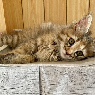 保護子猫ちゃん