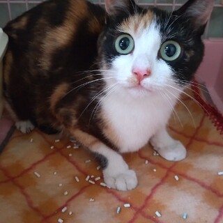 可愛い三毛猫ちゃん❣️