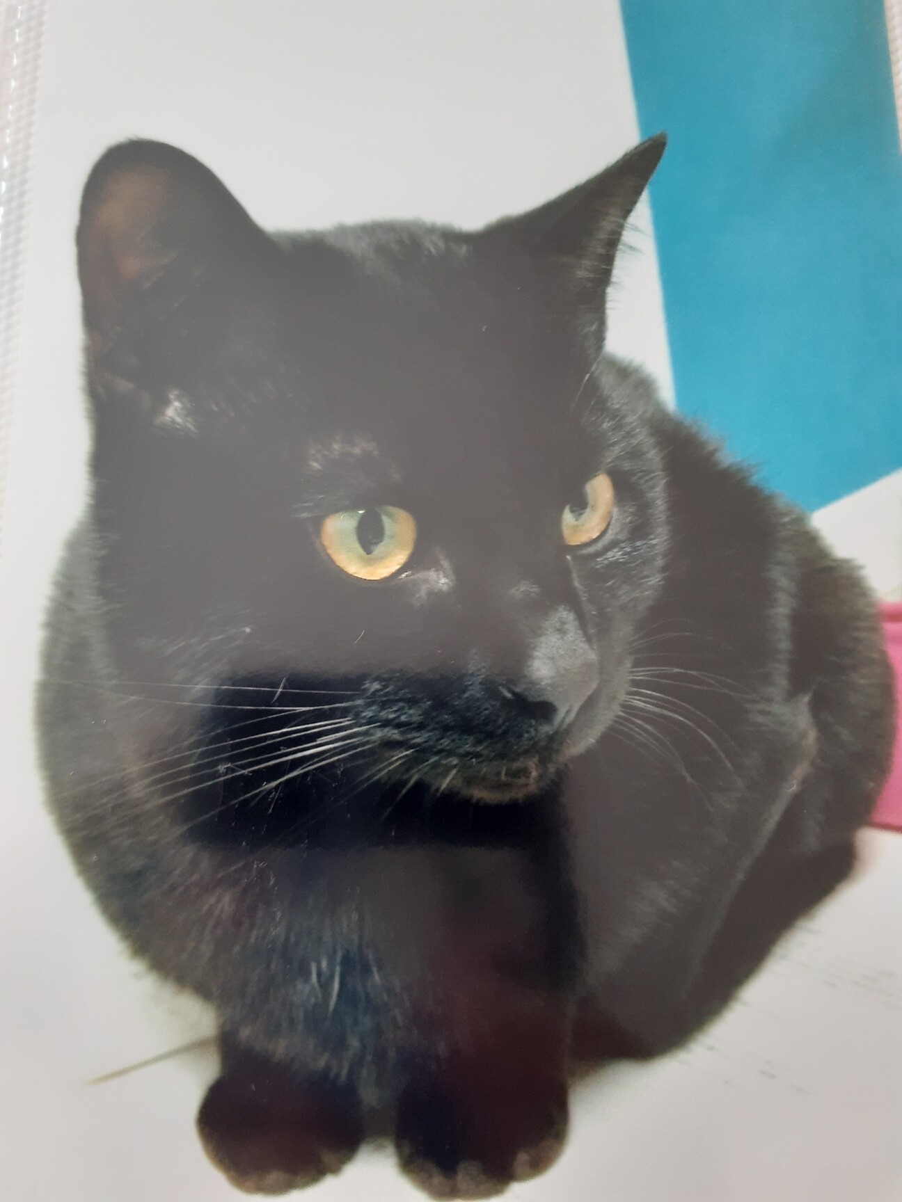 ビビりな黒猫さん 男の子 京都府 猫の里親募集 4706 ペットのおうち 月間利用者150万人 ビビりな黒猫さん 男の子 京都府 猫の里親募集 4706 ペットのおうち 月間利用者150万人