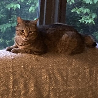 子猫のような甘えたさん