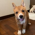 あおい君の家族を探しています