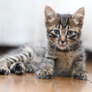 サバニィくん★甘えん坊だけどにゃんプロは強いよ！