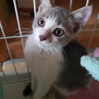 グレー×白×パステル手術ワクチン　マイクロチップ済