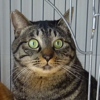 大きなお顔のおす君