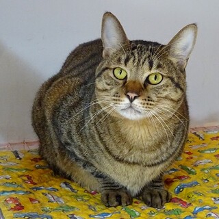 キジトラおち君