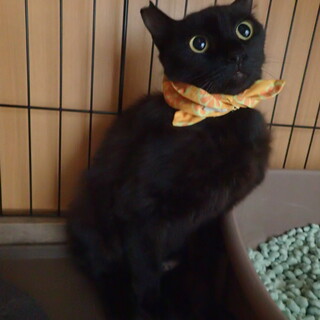 神秘的でおとなしいルルちゃん