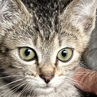 丸顔キジトラ男子！手術・ワクチン・マイクロチップ