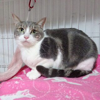 おねちゃんの家族になってあげて下さい