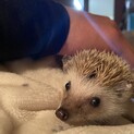 ハリネズミ♀シナモンカラー