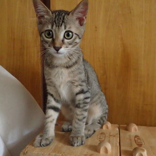 甘えん坊のうたちゃん