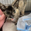 人懐っこい二毛猫の子猫ちゃん