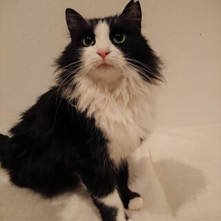 ハチワレの長毛さん【レスク】