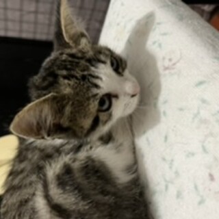 雑種の女の子、人懐っこいです(かぎしっぽ)
