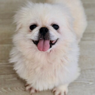 ペキニーズのパムパムちゃん！