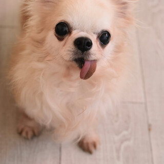 チワワのダ・ヴィンチくん！