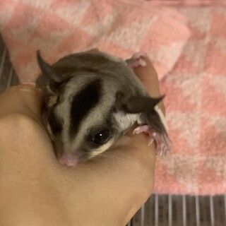 フクロモモンガ