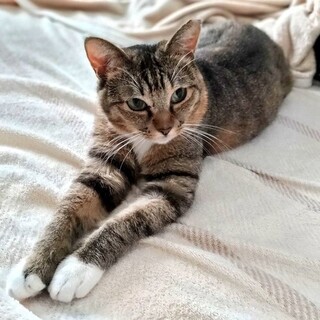 【チャチャ】美人な麦わらの女の子